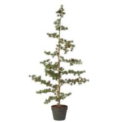 Cedertr med kogler H 130 cm 