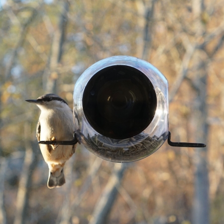 Bird Feeder st - Born In Sweden